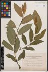 Foto von Salix daphnoides Vill.